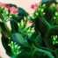 Kalanchoe Pink Houseplant Alternative Image
