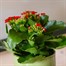 Kalanchoe Red Houseplant Alternative Image
