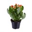 Kalanchoe Orange Houseplant Alternative Image