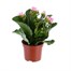 Kalanchoe Pink Houseplant Alternative Image