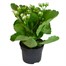 Kalanchoe White Houseplant Alternative Image