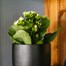 Kalanchoe White Houseplant Alternative Image
