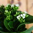 Kalanchoe White Houseplant Alternative Image