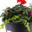 Linden Seasonal Bedding Planted Container 11 Inches - Summer Alternative Image
