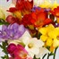 Mixed Freesia Letter Box Flowers Alternative Image
