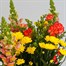 Orange and Yellow Letter Box Flowers Alternative Image