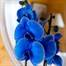 Orchid Blue Houseplant - 12cm Pot Alternative Image