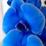 Orchid Blue Houseplant - 12cm Pot Alternative Image