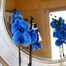 Orchid Blue Houseplant - 12cm Pot Alternative Image