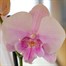 Orchid Pink Houseplant - 12cm Pot Alternative Image