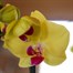Orchid Yellow Houseplant - 12cm Pot Alternative Image