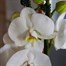 Orchids In Gold Orchid Boat Houseplant Alternative Image