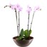 Orchids In Gold Orchid Boat Houseplant Alternative Image