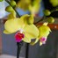 Orchids In White Orchid Boat Houseplant Alternative Image