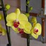 Orchids In White Orchid Boat Houseplant Alternative Image