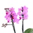 Orchids In White Orchid Boat Houseplant Alternative Image