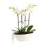 Orchids In White Orchid Boat Houseplant Alternative Image