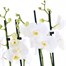 Orchids In White Orchid Boat Houseplant Alternative Image