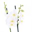 Orchid White Houseplant - 12cm Pot Alternative Image