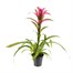 Guzmania Pink Houseplant Alternative Image