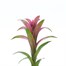 Guzmania Pink Houseplant Alternative Image