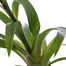 Guzmania Pink Houseplant Alternative Image