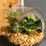 Seasonal Plant Apple Vase Indoor Arrangement  Alternative Image
