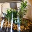 Seasonal Plant Glass Vase Indoor Arrangement  Alternative Image