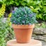 Smart Garden Artificial Topiary Lavender Ball 30cm (5601001) Alternative Image