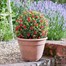 Smart Garden Artificial Topiary Red Rose Ball 30cm (5601002) Alternative Image