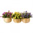 Smart Garden Basket Bouquet - Purple (5040055) Alternative Image