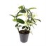 Stephanotis Houseplant - 12cm Pot Alternative Image