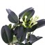 Stephanotis Houseplant - 12cm Pot Alternative Image
