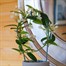 Stephanotis Houseplant - 12cm Pot Alternative Image