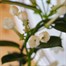 Stephanotis Houseplant - 12cm Pot Alternative Image