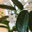 Stephanotis Houseplant - 12cm Pot Alternative Image