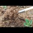 Strulch Organic Wheat Straw Mulch 100L Alternative Image