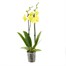 Orchid Yellow Houseplant - 12cm Pot Alternative Image