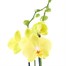 Orchid Yellow Houseplant - 12cm Pot Alternative Image