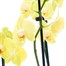 Orchids In White Orchid Boat Houseplant Alternative Image