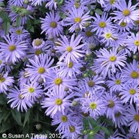 Aster Frikartii Monch Perennial Plant 2L Pot - Set of 3