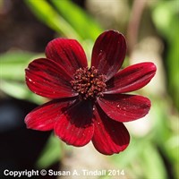 Cosmos Chocamocha Perennial Plant 2L Pot - Set of 3