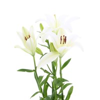 Asiatic Lily (x 3 Individual Stems) - White