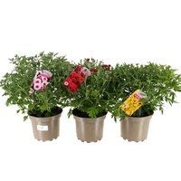 Longacres Choice - Chrysanthemum Mixed - 2L Pot Bedding