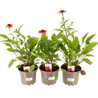 Longacres Choice - Echinacea - 3 x 2L Pot Perennial