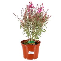 Longacres Choice - Gaura - 3L Pot Perennial