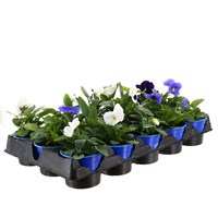 Longacres Choice - Pansy Mixed - 15 x 10.5cm Pot Bedding