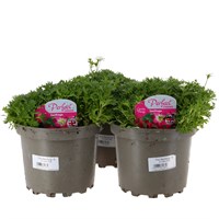 Longacres Choice - Saxifraga Mixed - 3 x 2L Pot Bedding