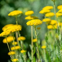 Achillea Coronation Gold Perennial Plant 9cm Pot - Set Of 3