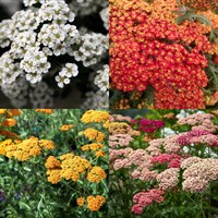 Achillea Perennial Set - Mixed Colours - 6 x 9cm Pots